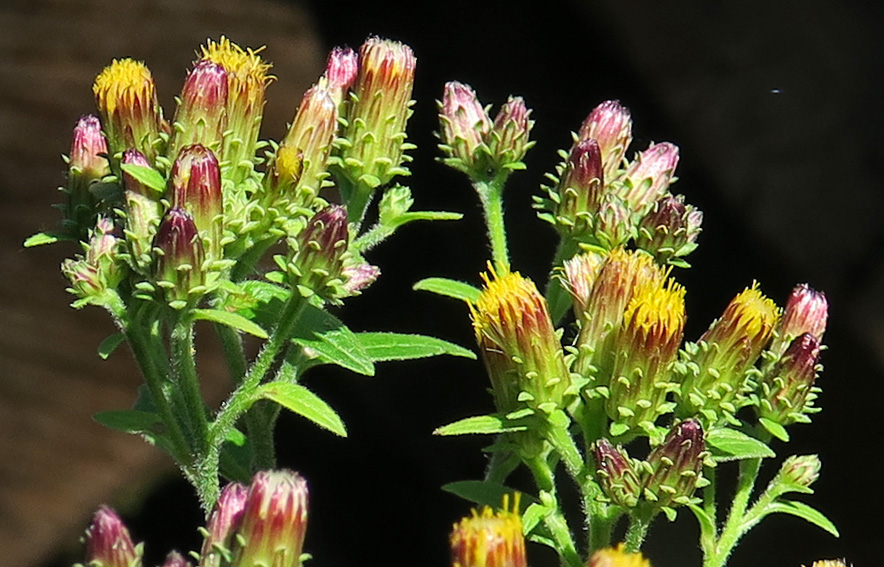 Inula5b