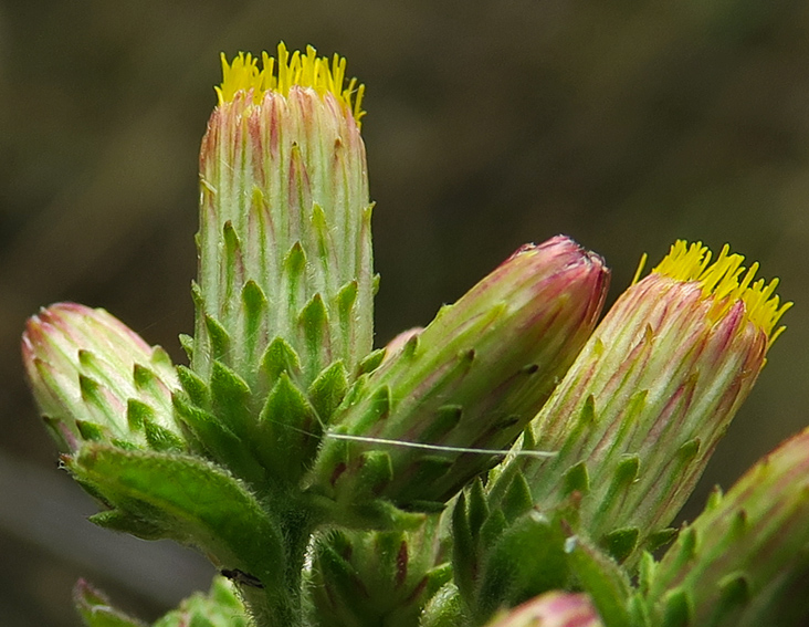 Inula4b