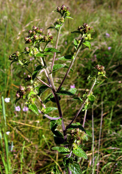 Inula1