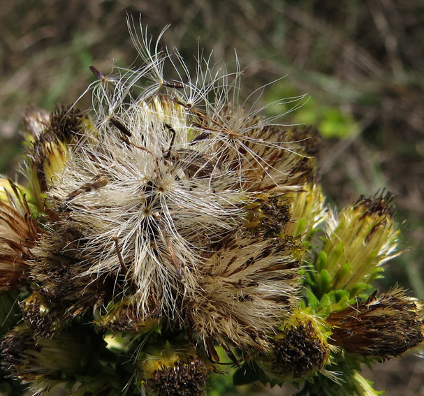 Inula5c