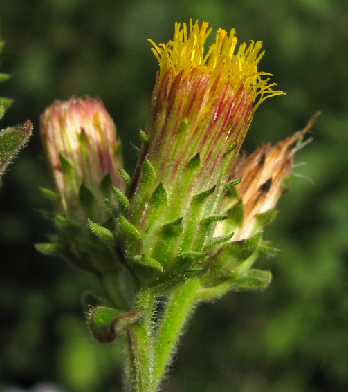 Inula4a