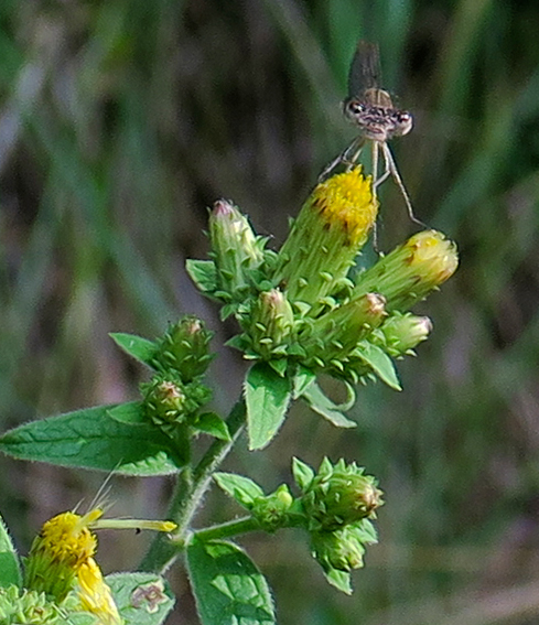 Inula4