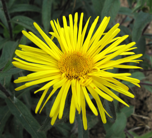 Inula12