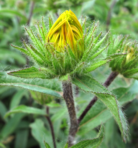 Inula11