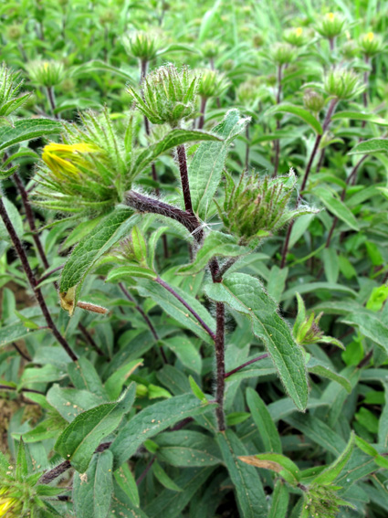 Inula10