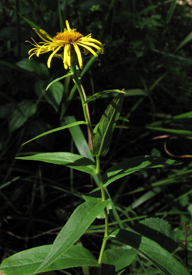 Inula6