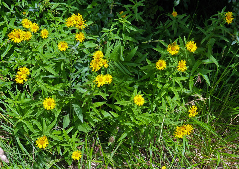 Inula9a