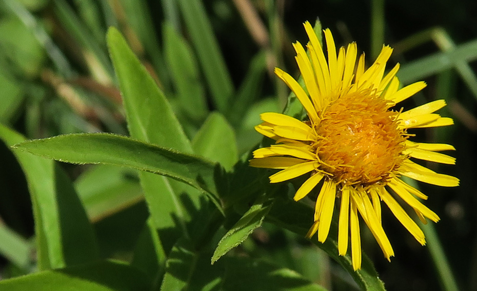 Inula7