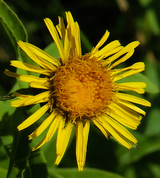 Inula8a