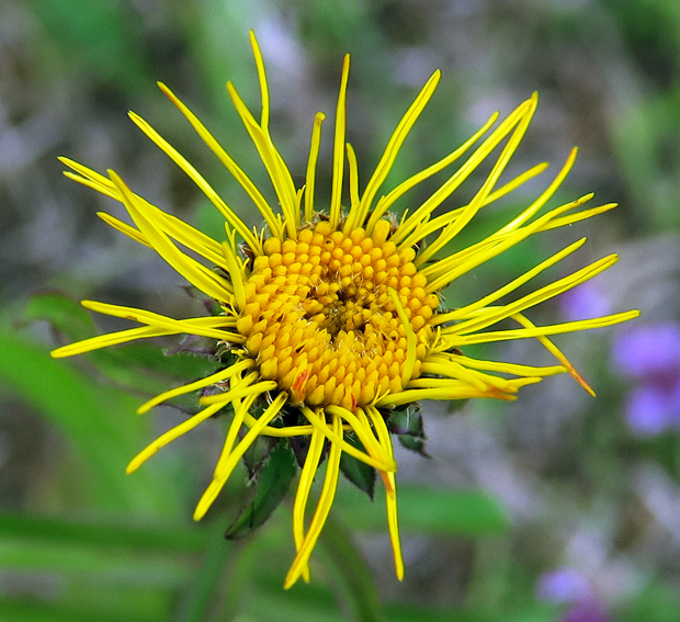 Inula9g