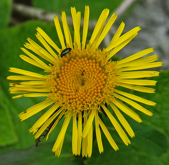 Inula8b