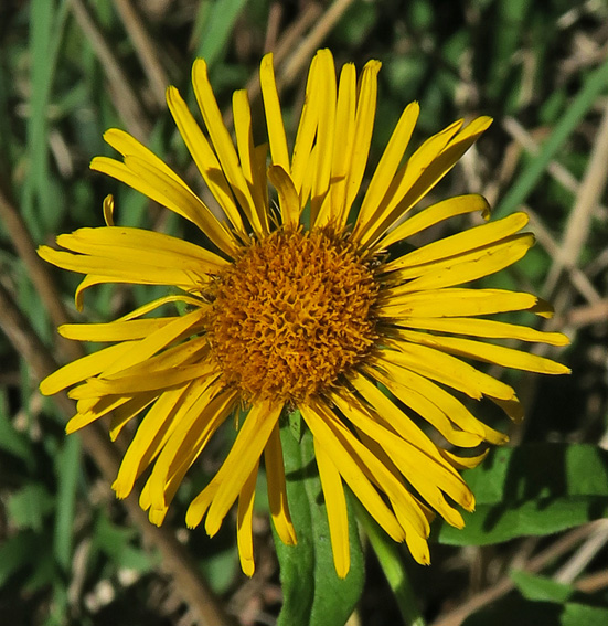 Inula9d