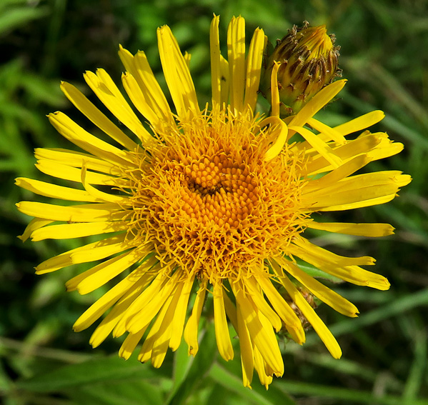 Inula9g