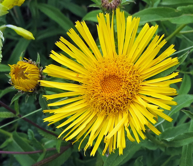 Inula9c