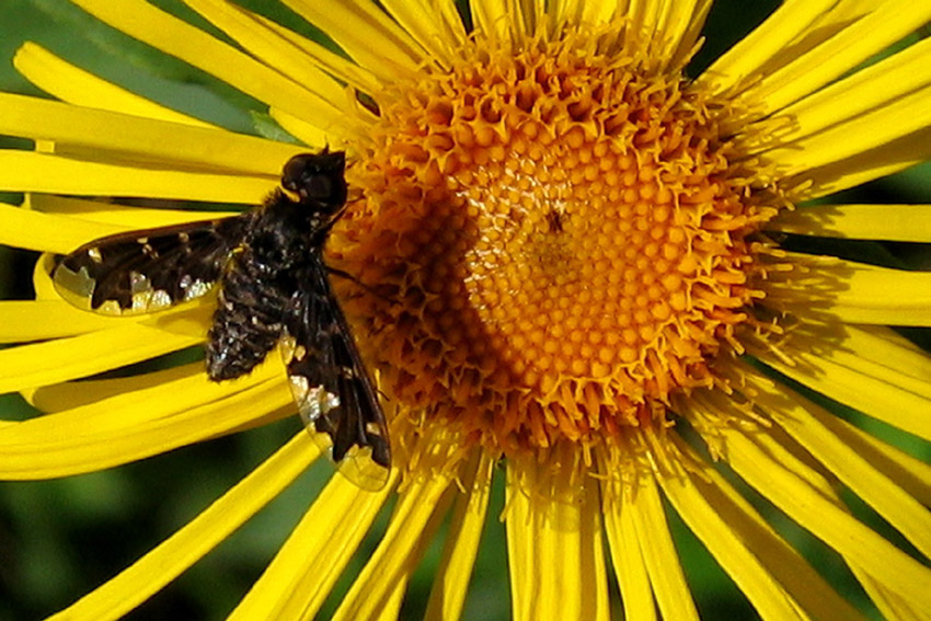 Inula9