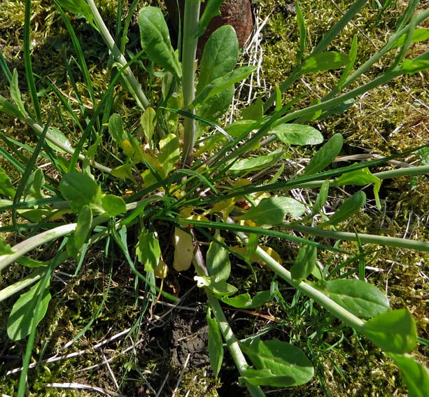 Thlaspi2
