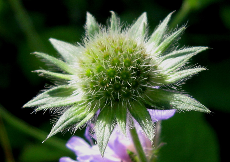 Knautia4