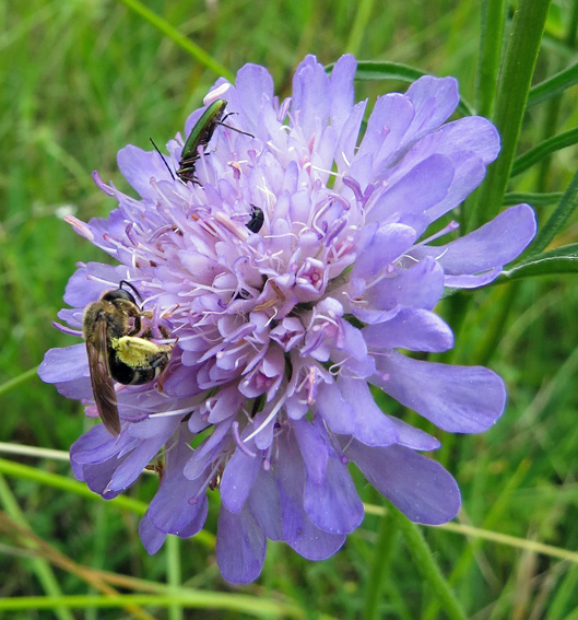 Knautia3f