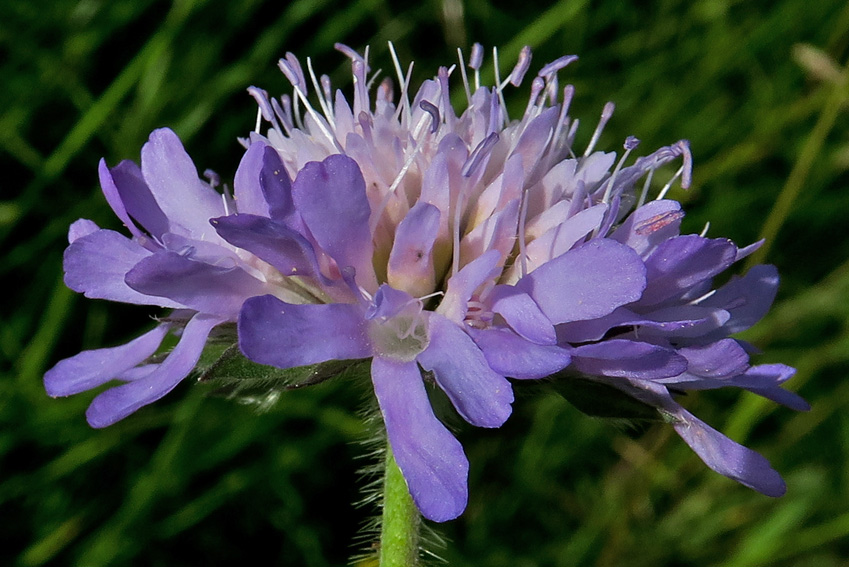 Knautia3c