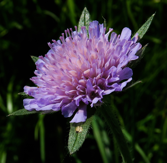 Knautia1