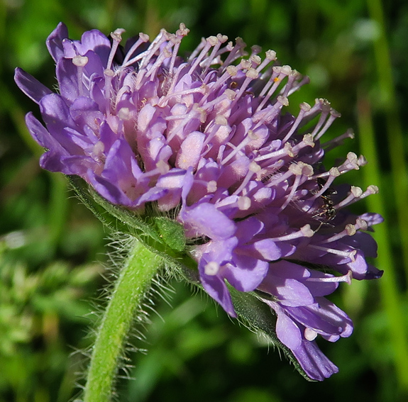 Knautia3d