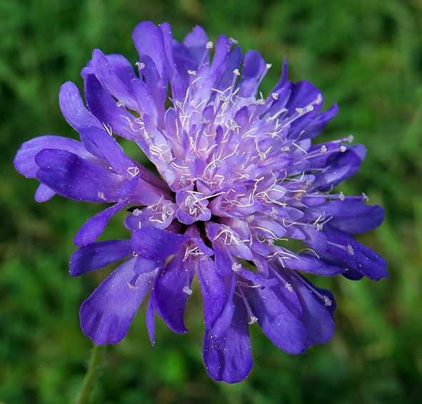 Knautia3h
