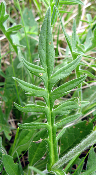 Knautia2