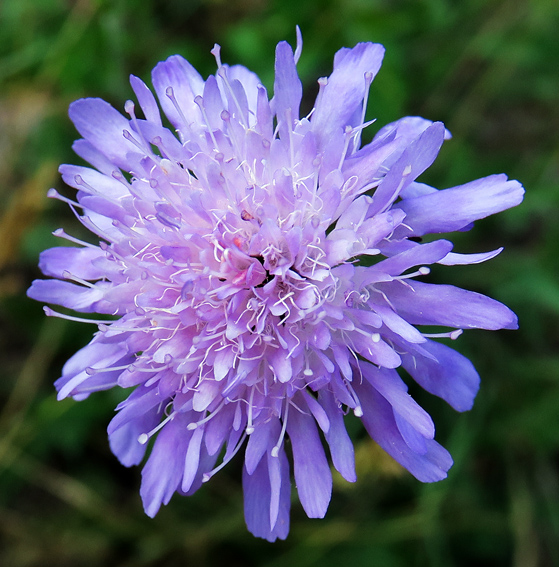 Knautia3g