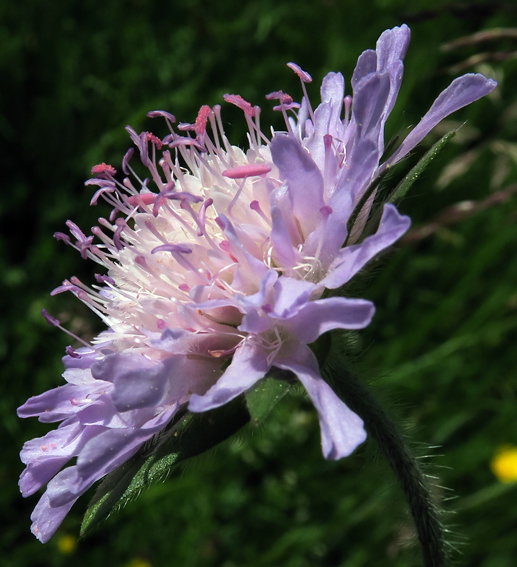 Knautia3b