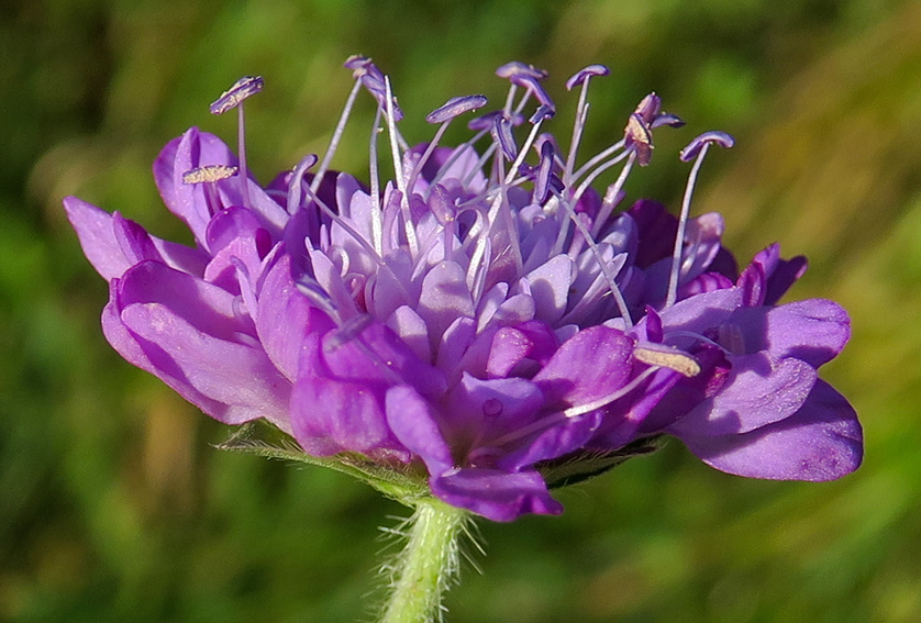 Knautia3e