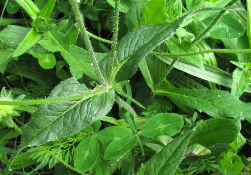 Knautia3a