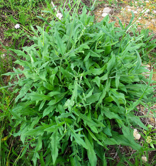 Knautia1a
