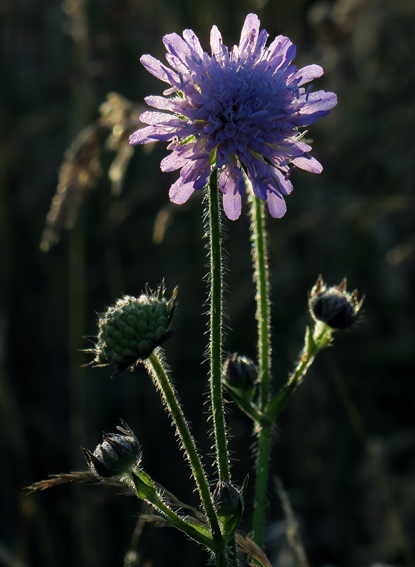 Knautia3a1