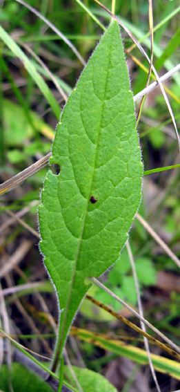 Knautia3
