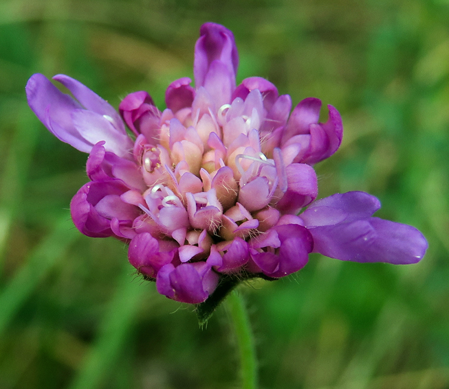 Knautia12