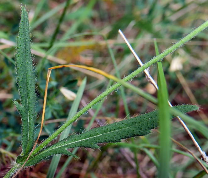 Knautia11