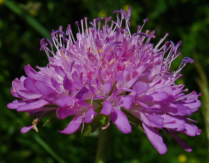 Knautia16