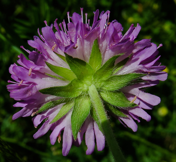 Knautia17