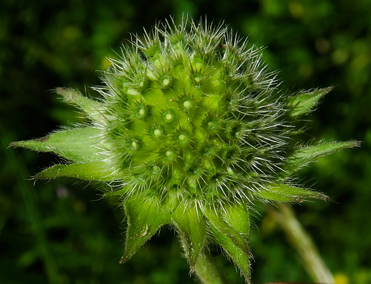 Knautia18