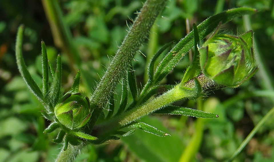 Knautia14