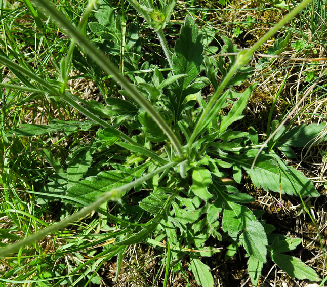 Knautia13