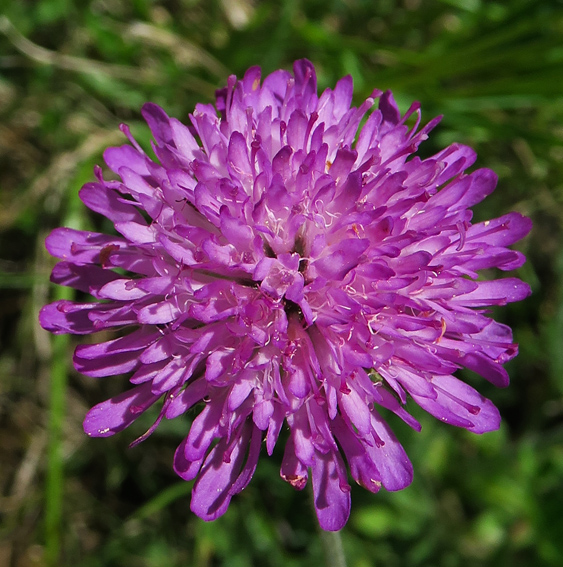 Knautia15
