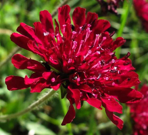 Knautia9