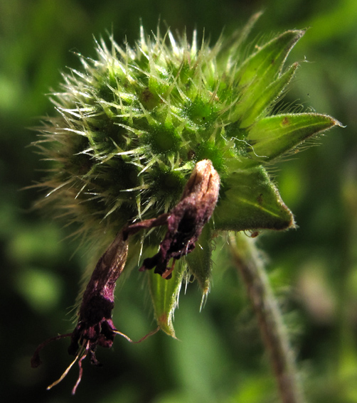 Knautia10