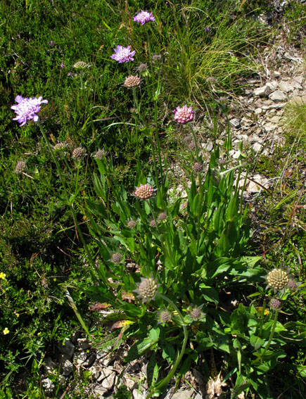 Knautia4a