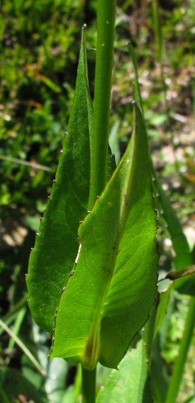 Knautia5a