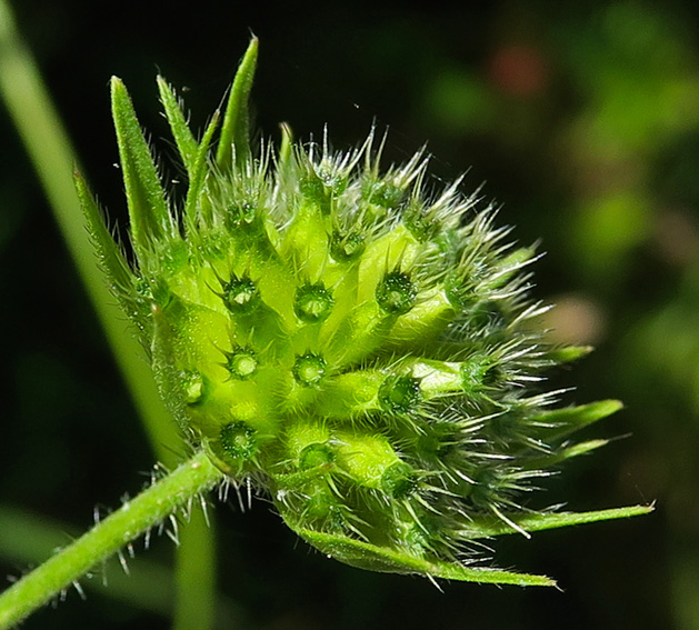 Knautia5d