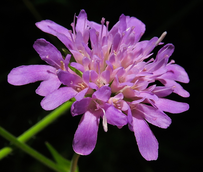 Knautia5b