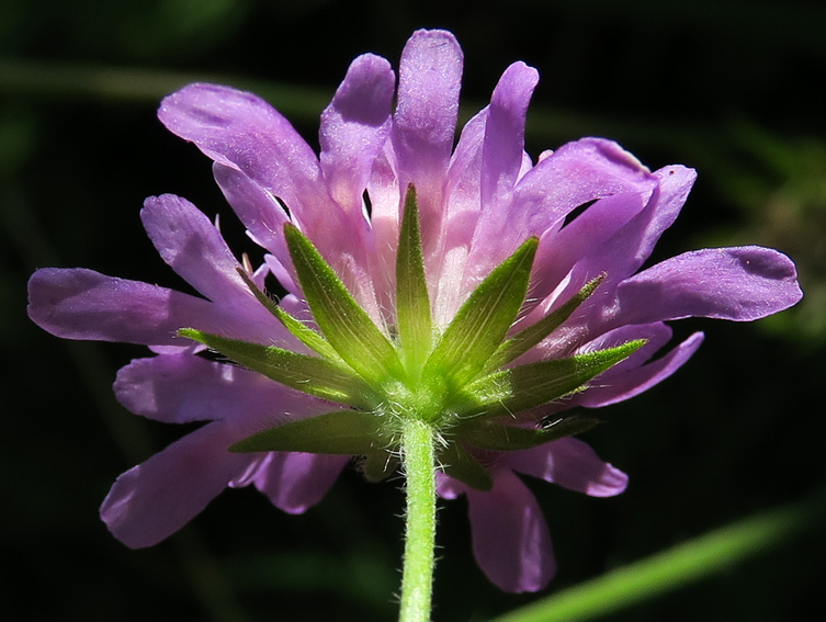 Knautia5c