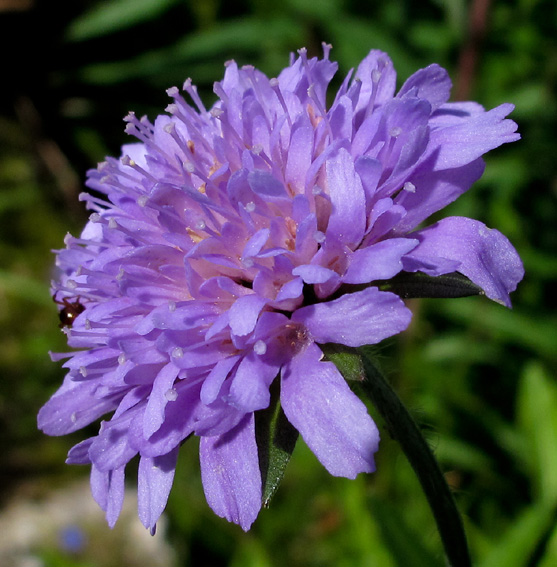 Knautia6